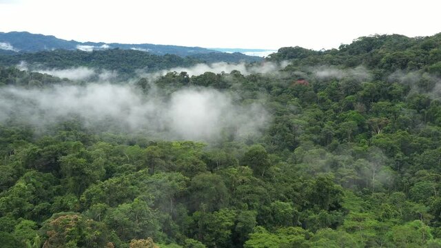 Drone shot flying closely over the canopy of a tropical rainforest that is covered by small clouds or mist
