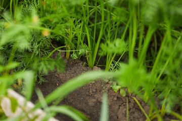 Carrots in the garden. Young leaves of carrots. Carrots in the ground