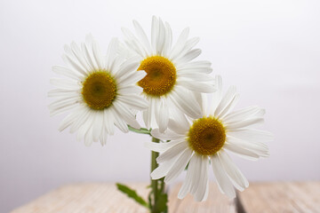 Summer field and meadow grasses and flowers.