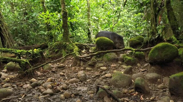 Collard peccary, Pecari tajacu , a common mammal of the Amazonian rainforest and walking towards the camera also found in North America
