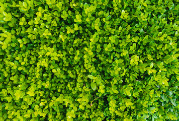 Obraz premium Texture, background of green boxwood with round leaves closeup. Garden plant, shrub.