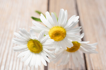 Obraz premium Summer field and meadow grasses and flowers.