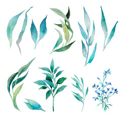 Watercolor botanical illustration. Set of leaves, blue flowers, twigs, blade of grass