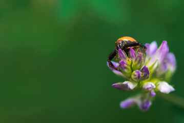red crab spider, synema globosum, frontal view, waiting for a prey on a wild flower
