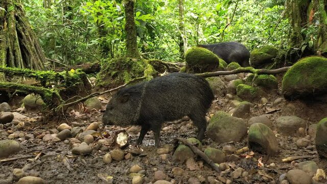 A collard peccary, Pecari tajacu, eating while another peccary slowly approaches from the background in a tropical rainforest of South America
