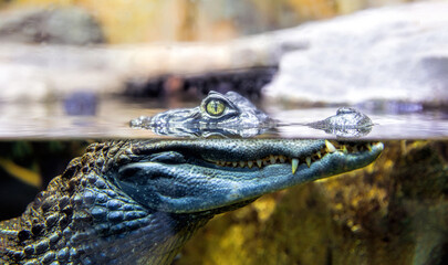 Crocodile peeps out of the water (Caiman crocodilus)