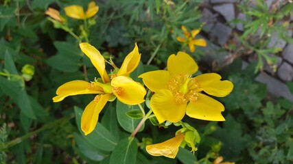 Fototapeta premium yellow daffodils in spring