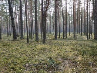 Obraz premium Летние сосны