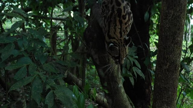A margay, Leopardus wiedii, sitting on a branch in the late afternoon and slowly waking up to go hunting
