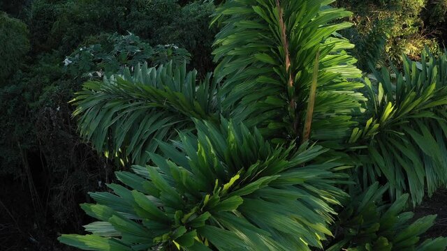 Close up view of the bright green large palm leaves of a palmtree with in the middle the pointy end of a new growing leaf

