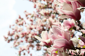 Pink magnolia tree flowers blooms on clear blue sky