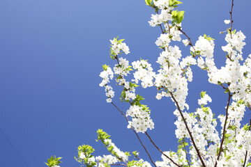 Spring flowering apple trees