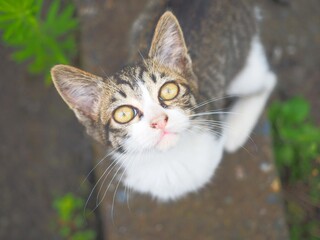 looking up little striped japanese cat on street