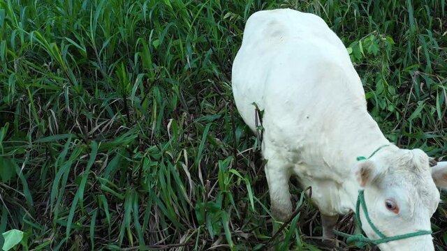Video that starts with a close up of a white cow and slowly zooms out to show the surrounding grasslands
