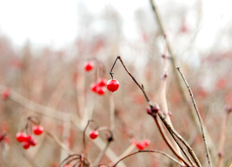 Ripe viburnum berries on a branch. Red berries in the autumn forest. Medicinal plant. Close-up