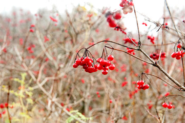 Ripe viburnum berries on a branch. Red berries in the autumn forest. Medicinal plant. Close-up