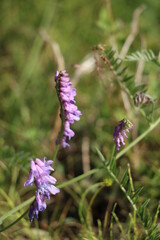 wild flowers on a meadow
