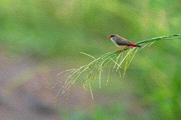 Oil painting of Red avadavat bird perched on branches of rice plants