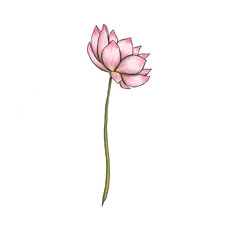 White pinky lotus flower 300 dpi digital illustration