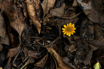 A yellow and orange coloured flower on brown dried leaves 