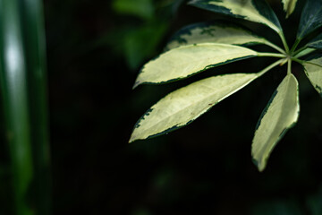 Light green coloured leaves of a plant