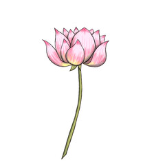 White pinky lotus flower 300 dpi digital art