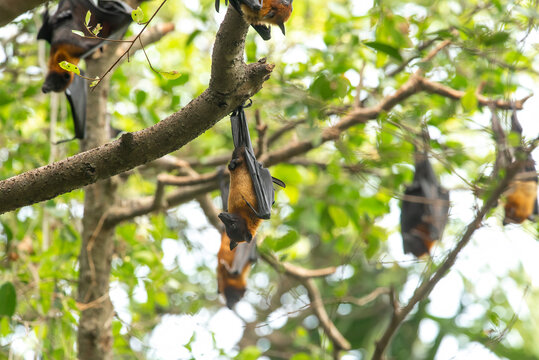 Bats hanging upside down on the tree ,Lyle's flying fox