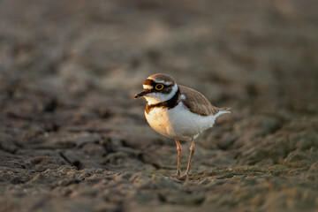 Sieweczka rzeczna (Charadrius dubius) 