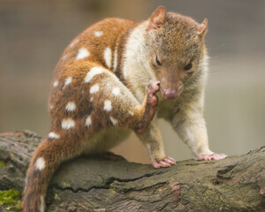 Close up of a Quoll Scratching