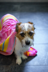 Kleiner Terrier Hund in ein buntes Handtuch gewickelt im Badezimmer, Anst, Fellpflege, unglücklich, Bodenfliesen, stehen