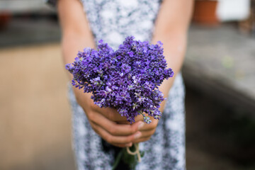 girl holding lavender bouquet, fresh aromatic herbal bouquet in kid hands, blurred background, close up view