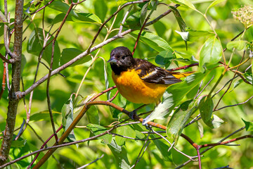 Oriole
