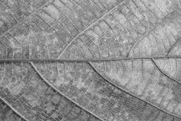 dry black and white leaf texture