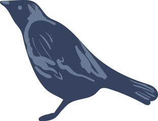 Fototapeta premium Jackdaw bird simple vector illustration. Common bird with dark featheres.