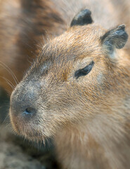 Close up portrait of a cute capybara (Hydrochoerus hydrochaeris)