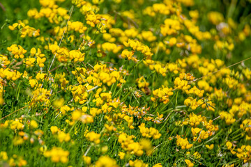 Sea of Yellow