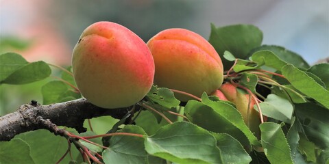 Ripe apricots before harvest