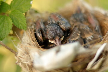 birds chicks with its nest and eggs 