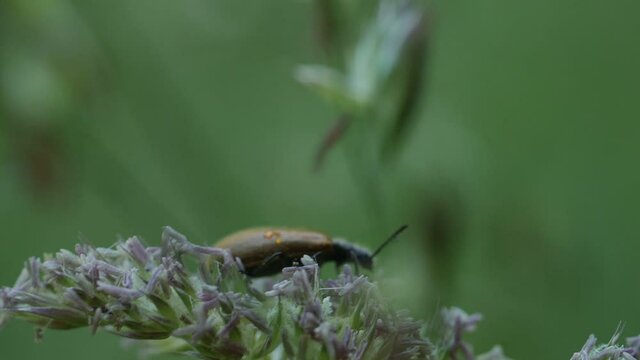 longhorn beetle visited a culm on a field in the middle of life bockk&auml;fer auf einem Grashalm zu besuch