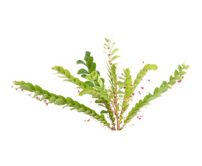 Tropical leaves Monstera on white background. Flat lay, top view