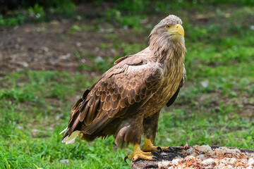 Beautiful white tailed eagle standing  in a cage at the zoo.