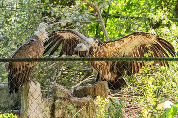 Griffon vulture in captivity in zoo. The bird spread its wings