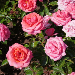 Pink Flowering Free Spirit Rose