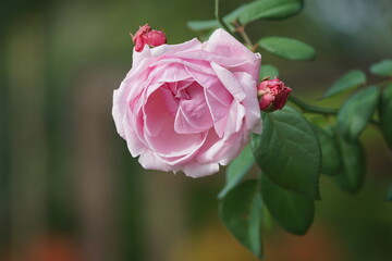 pink rose on a green background