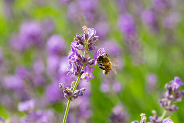 Soft focus bokeh background of Flowers and bee