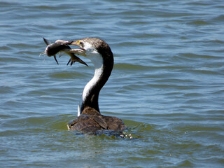 Australia, Kakadu National Park, Alligator River, Cormorant in water with fish in beak