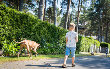 Little boy walking his dog out alone. Cute child with Rhodesian Ridgeback outdoors on a sunny day in his neighborhood.