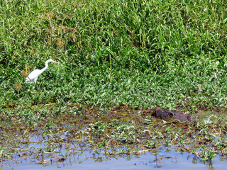 Australia, Kakadu National Park, Alligator River, Salted Alligator and heron