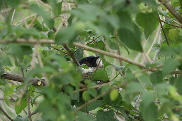a beautiful bird in his nest