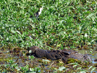 Australia, Kakadu National Park, Alligator River, Salted Alligator and heron